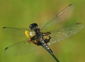 Martha's Pennant